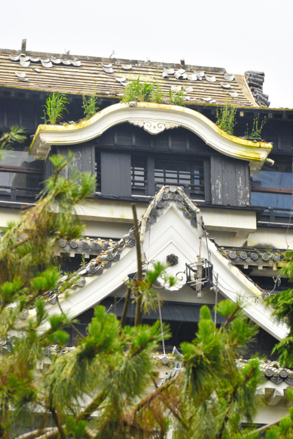熊本城天守閣、屋根に雑草伸び放題　除草は困難　地震３カ月