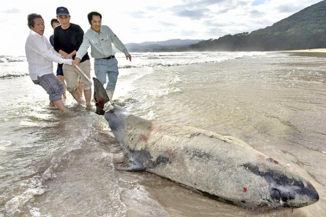 高知県土佐清水市の大岐の浜に迷いクジラ　住民ら海へ返す