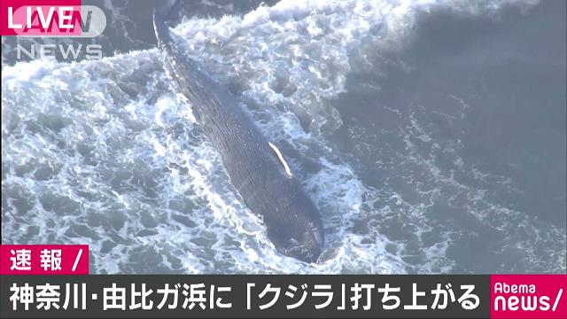 鎌倉市　クジラ